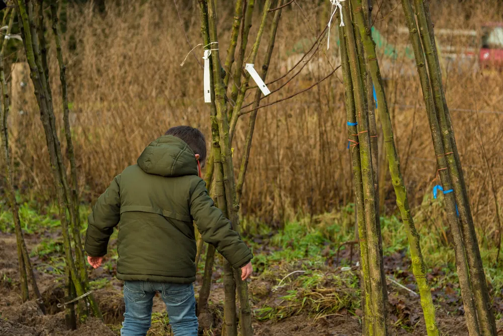 Boomdeeldagen: betaalbaar groen