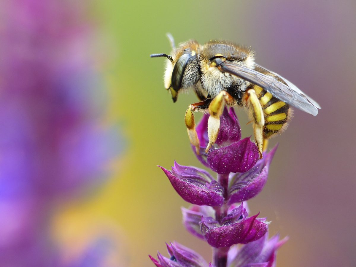 Ook dit schooljaar weer Scholen voor Bijen